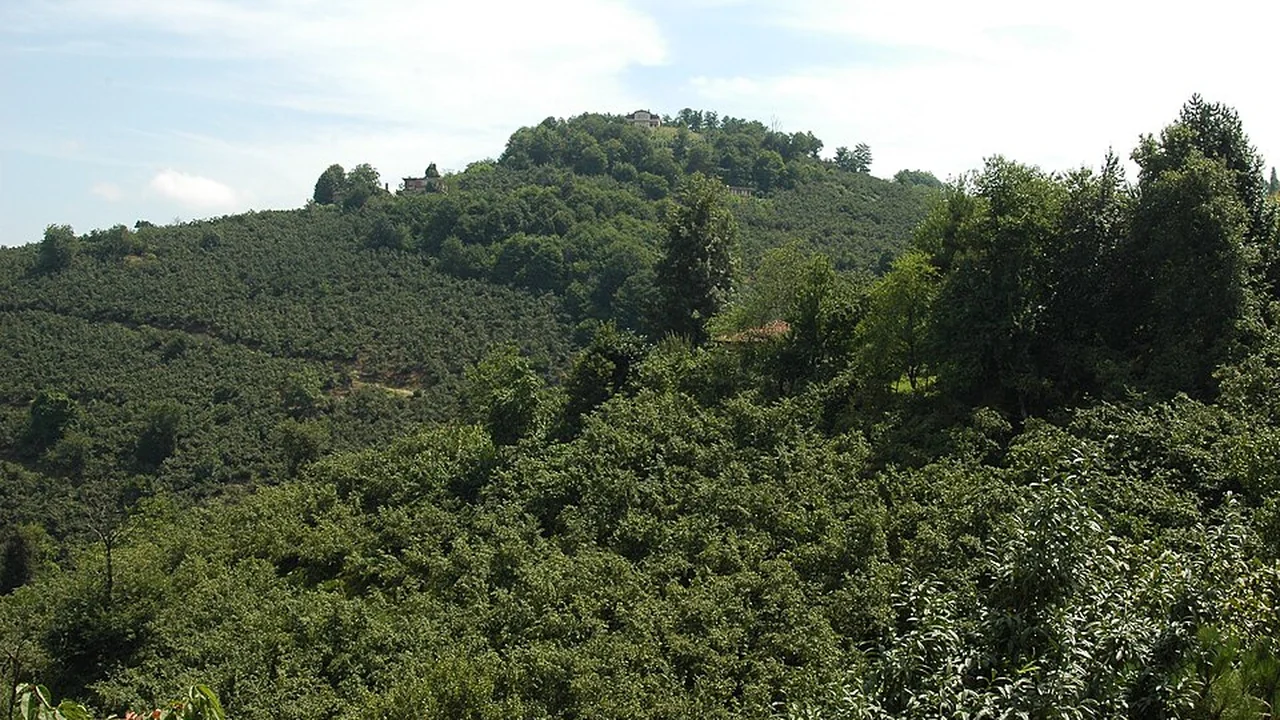 Mayıs Ayı Fındık Bakım Rehberi