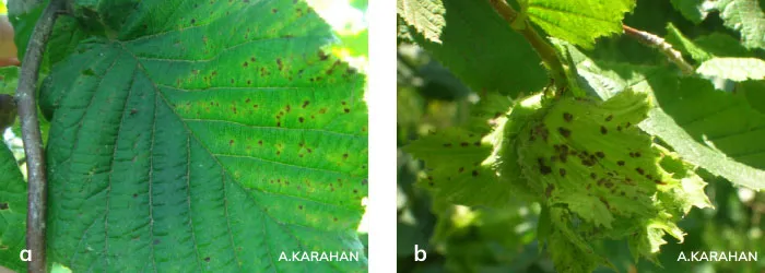 Fındık Bakteriyel Yanıklık Hastalığı: Belirtiler, Mücadele ve Korunma