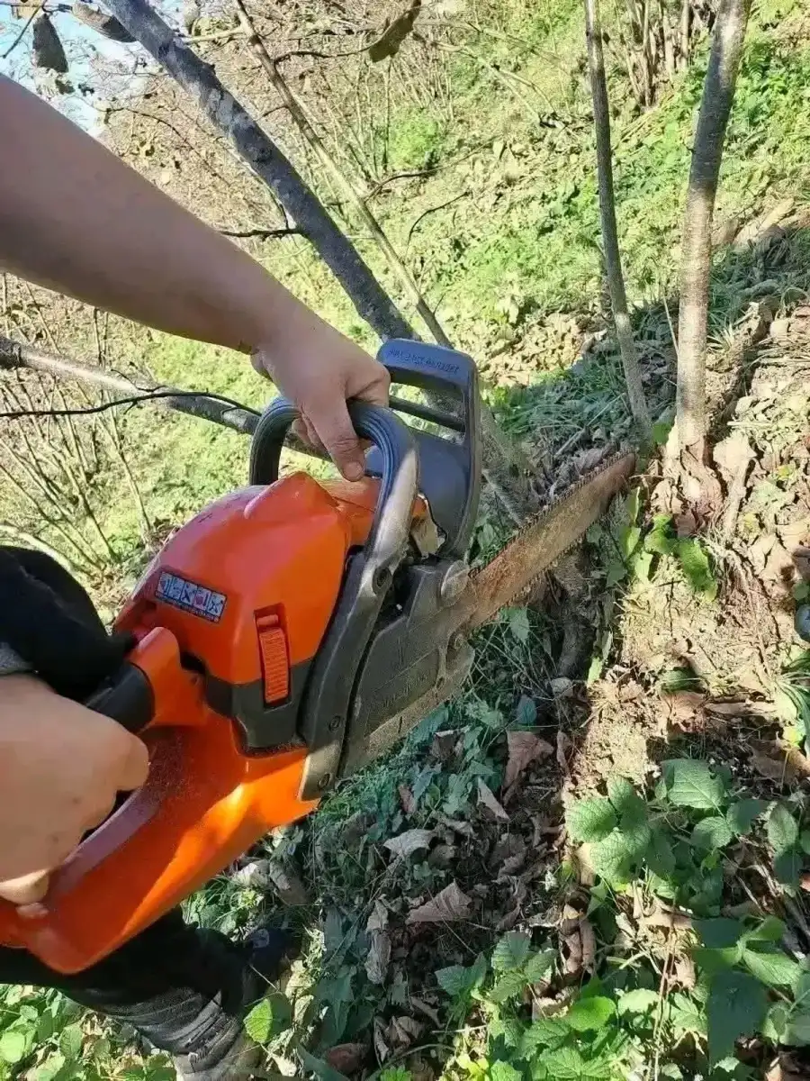 Fındık Budama Rehberi: Doğru Budama ile Veriminizi Artırın