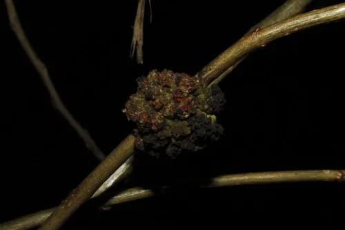 Fındık Dal Kanseri: Belirtiler, Mücadele ve Budama Yöntemleri