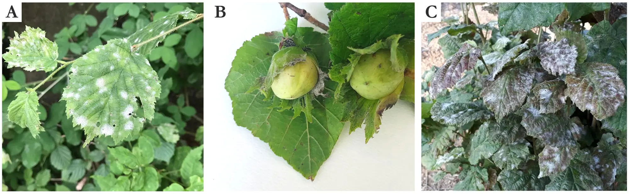 Yeni Külleme (Erysiphe corylacearum): Fındığın Yeni Tehdidi