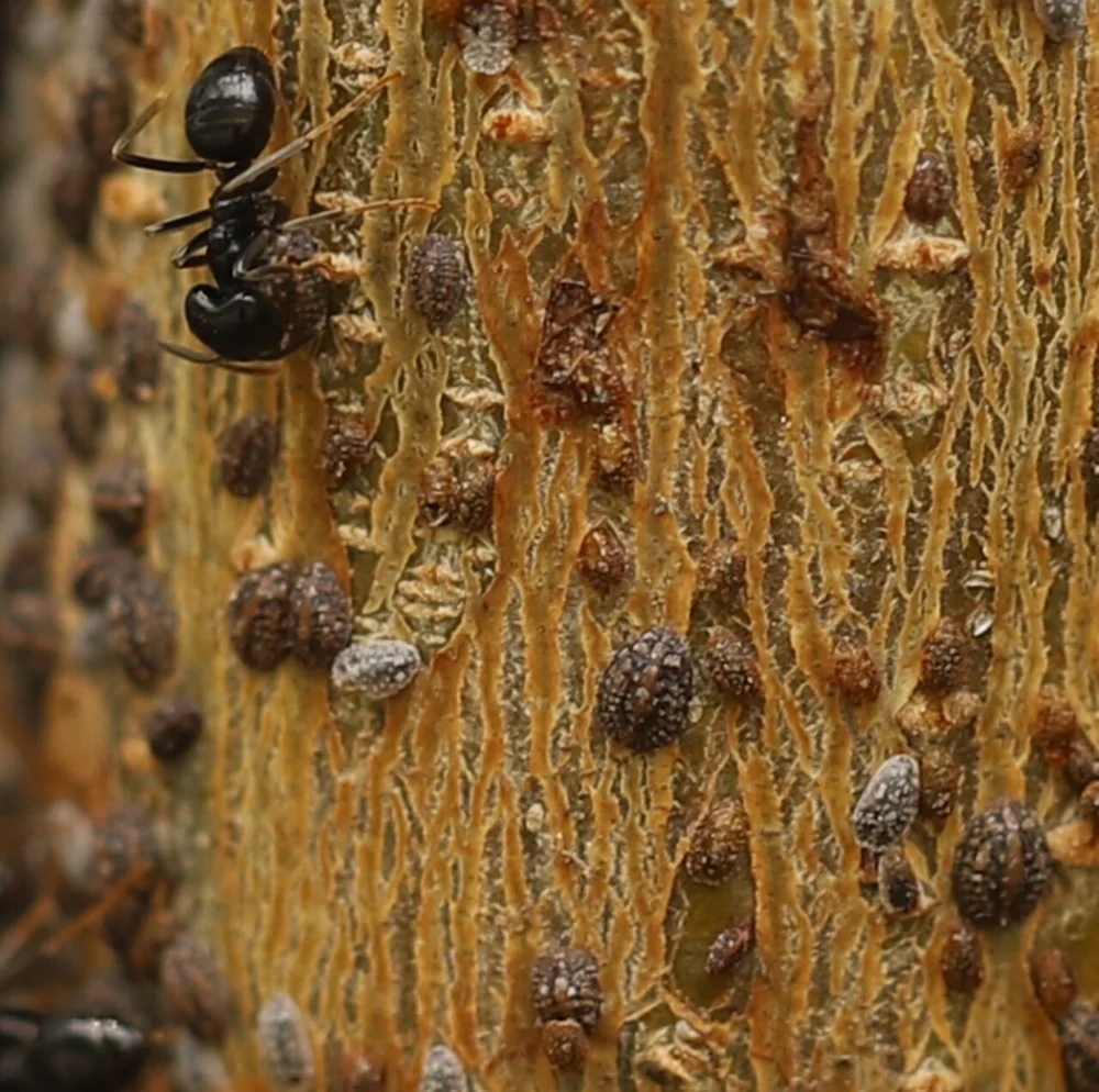 Fındık Koşnili (Parthenolecanium corni): Belirtiler, Fumajin ve İlaçlama
