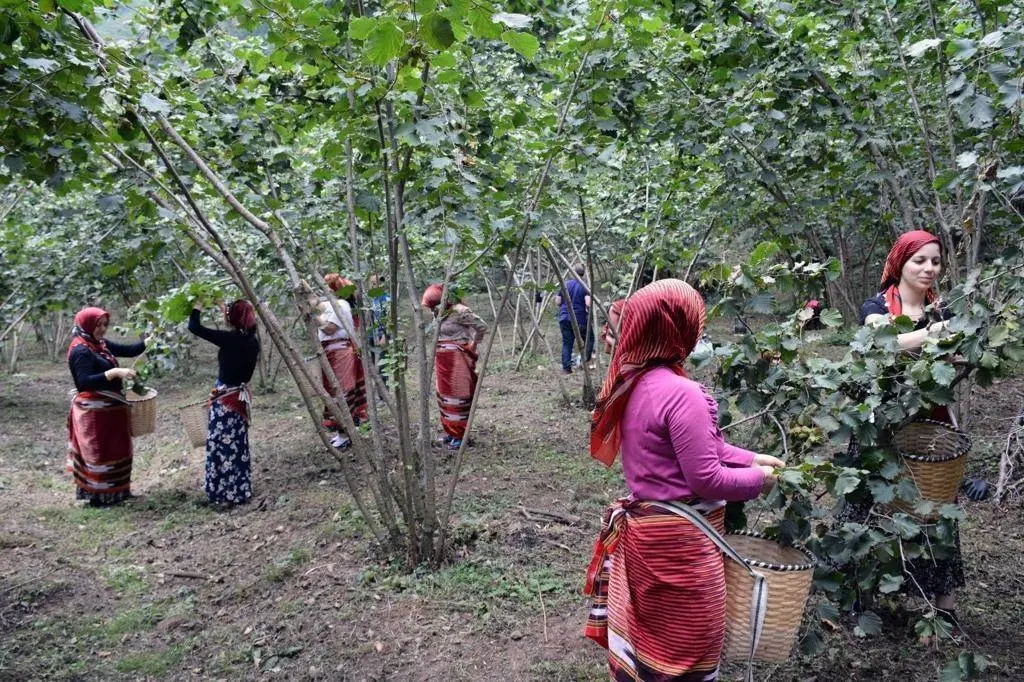 Fındık Rehberi: Ekimden Hasada Kapsamlı Yetiştiricilik Kılavuzu