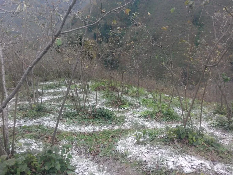 Fındık Gübreleme Programı: Yıllık Gübre Takvimi ve Dozajlar