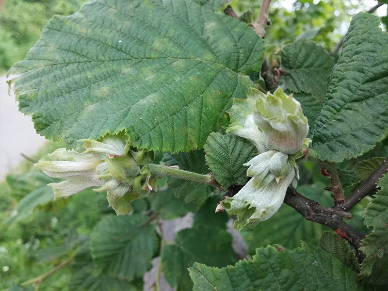 Fındık Külleme Hastalığı: Belirtiler, Mücadele ve İlaçlama