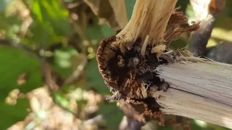 Fındık İçin Toprak ve Yaprak Analizi Rehberi