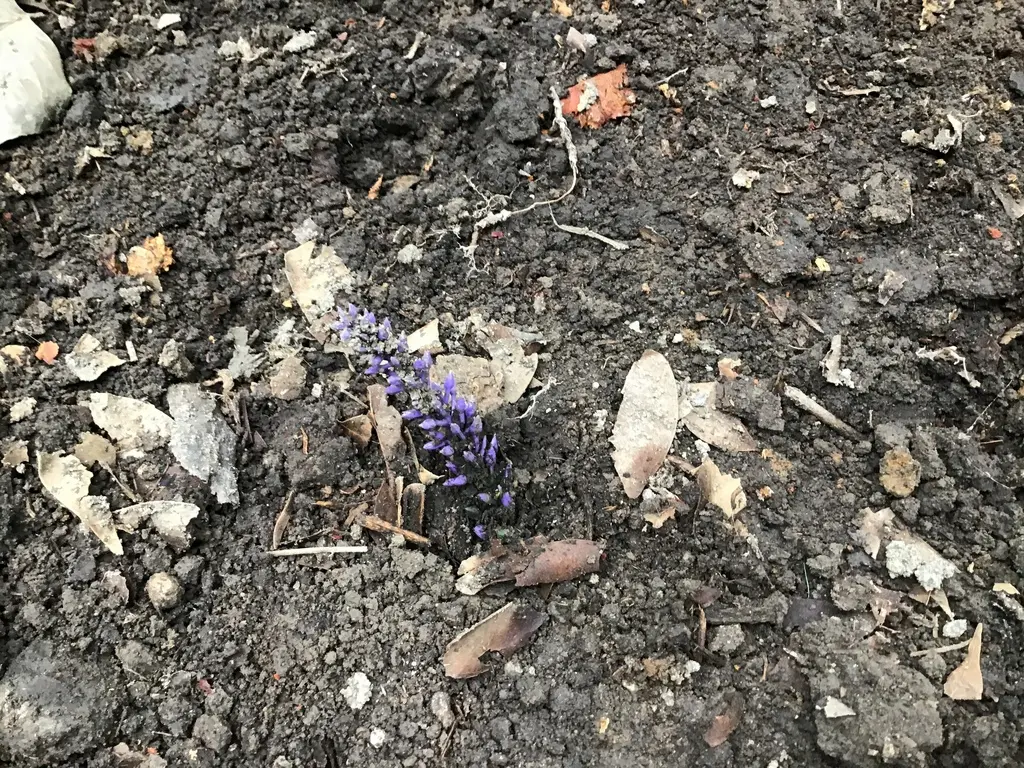 Китайский усач: новая угроза для фундуковых садов