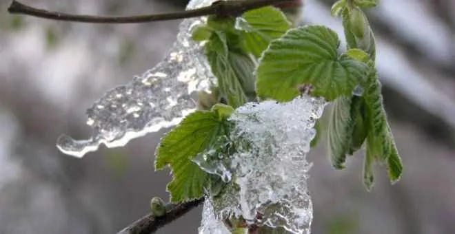 Fındık Bahçelerini Zirai Dondan Koruma Yöntemleri