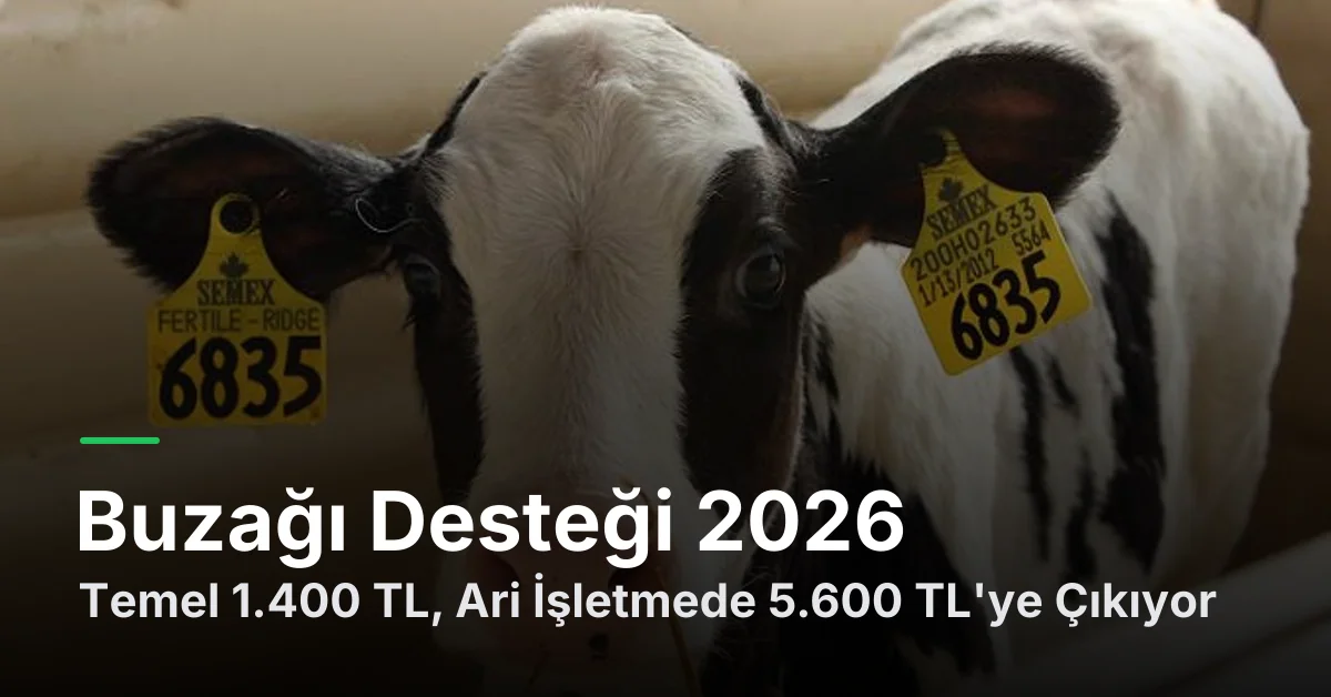 Buzağı Desteği 2026: Temel 1.400 TL, Ari İşletmede 5.600 TL'ye Çıkıyor