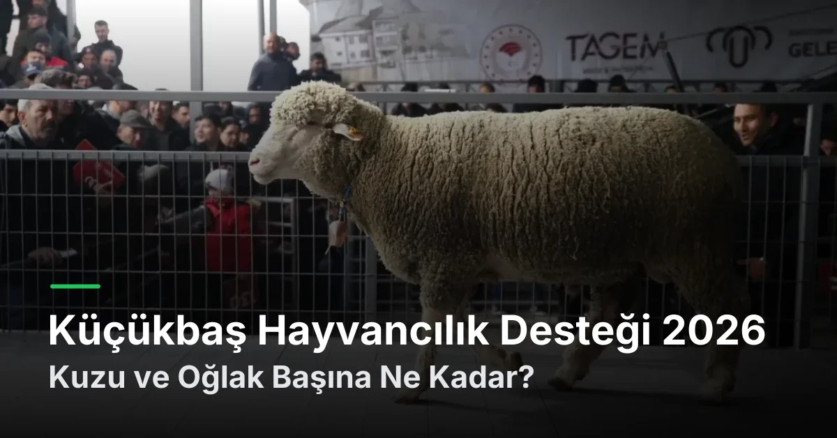 Küçükbaş Hayvancılık Desteği 2026: Kuzu ve Oğlak Başına Ne Kadar?