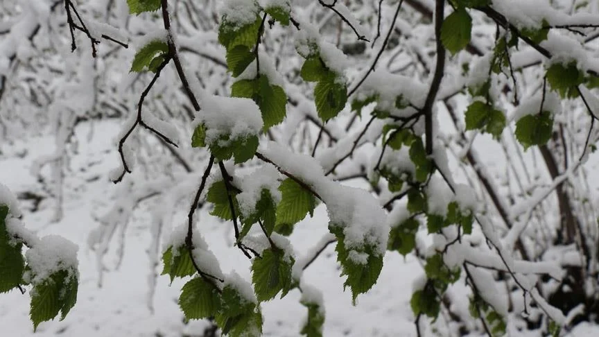 Ordu'da Zirai Don Alarmı: 10-14 Nisan Gecelerinde Fındık Bahçelerine Dikkat