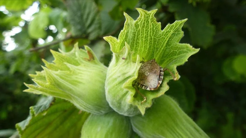 40 İlde Sessiz Operasyon: 1,65 Milyon Samuray Arısı Kokarcaya Karşı Doğaya Salınıyor